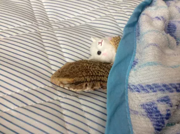【かわいいトカゲ画像】ぬいぐるみを抱いて添い寝するトカゲのうっとりした表情