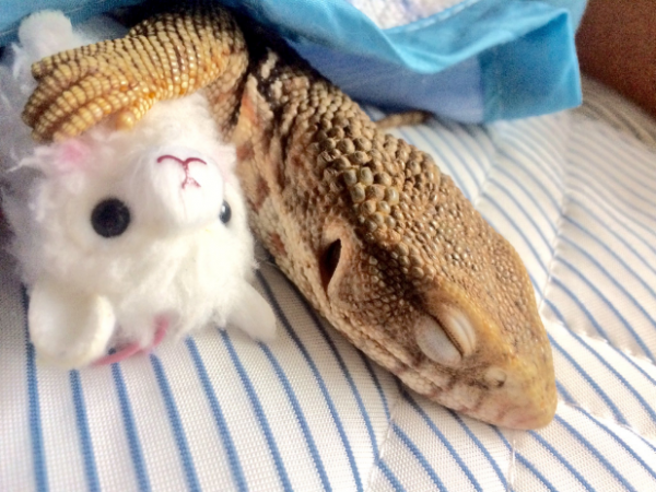 かわいいトカゲ画像 ぬいぐるみを抱いて添い寝するトカゲのうっとりした表情 16年10月27日 ウーマンエキサイト