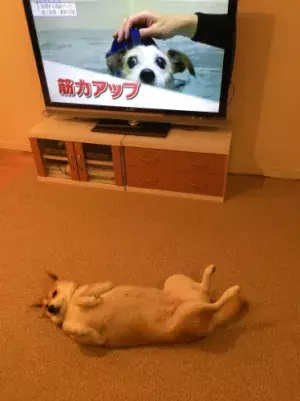 【かわいいイヌ画像】トレーニング映像を見ながら“絶対にやる気のない”姿を見せる柴犬