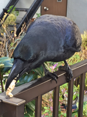 かわいいカラス画像 食事中のカラスが見せてくれた愛くるしい表情に胸キュン 16年12月7日 ウーマンエキサイト