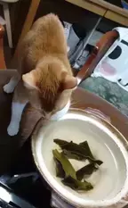 【かわいいネコ動画】鍋の水をひたすら舐め続けちゃうネコがお茶目すぎる