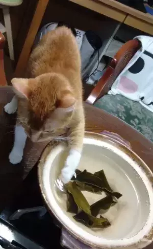 【かわいいネコ動画】鍋の水をひたすら舐め続けちゃうネコがお茶目すぎる