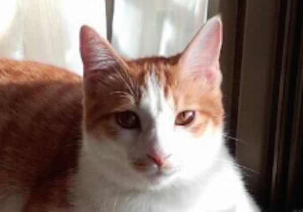 おもしろネコ画像 鍛え上げた筋肉をドヤ顔で見せつけるイケメン猫 16年12月15日 ウーマンエキサイト