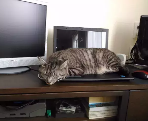 【かわいいネコ画像】室内の温度が手に取るようにわかる3ポーズを見せる猫