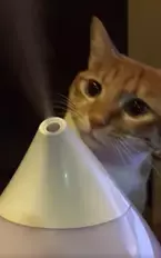 【かわいいネコ動画】加湿器から出てくる蒸気に興味津々な猫