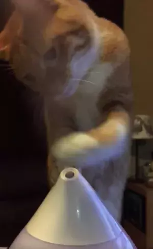 【かわいいネコ動画】加湿器から出てくる蒸気に興味津々な猫