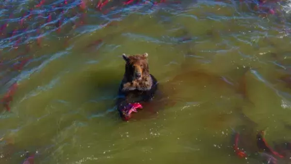 【かわいいクマ画像】Googleマップが捉えた鮭を捕食中のクマがシュールすぎる