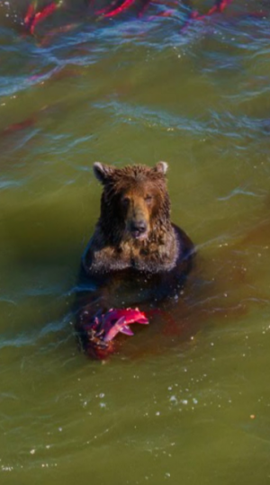 かわいいクマ画像 Googleマップが捉えた鮭を捕食中のクマがシュールすぎる 16年12月23日 ウーマンエキサイト