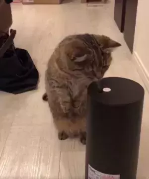 【かわいいネコ動画】加湿器の蒸気と戯れるネコがキュートすぎる