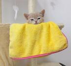 【かわいいネコ動画】座布団を使って“謎の遊び”を見せるマンチカン