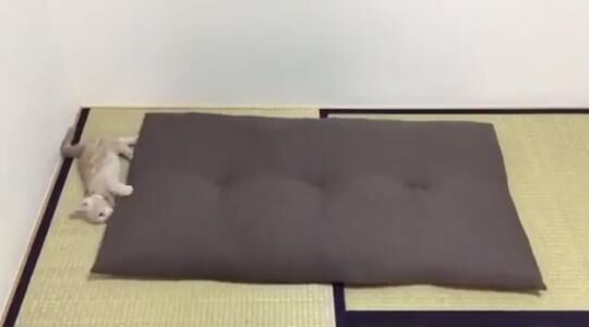 【かわいいネコ動画】座布団を使って“謎の遊び”を見せるマンチカン
