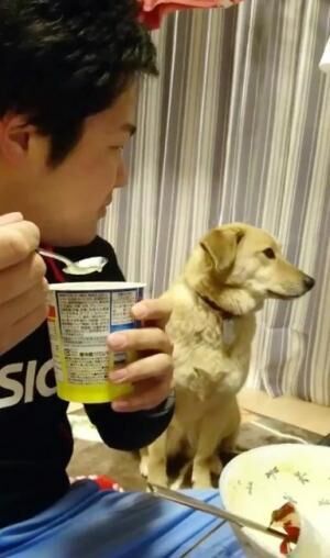 【かわいいイヌ動画】ヨーグルトを食べたい気持ちを絶対に悟られたくないワンコ