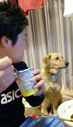 【かわいいイヌ動画】ヨーグルトを食べたい気持ちを絶対に悟られたくないワンコ