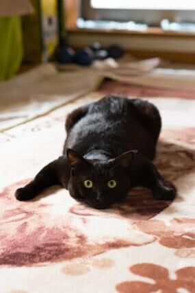 かわいいネコ画像 ホットカーペットの暖かさを全力で味わうニャンコ 17年4月5日 ウーマンエキサイト