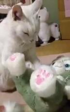 【かわいいネコ動画】ぬいぐるみを無言でモミモミするネコが可愛い