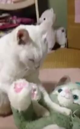 【かわいいネコ動画】ぬいぐるみを無言でモミモミするネコが可愛い