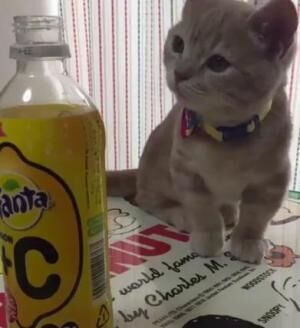 【かわいいネコ動画】ファンタの匂いをかいだ猫のリアクションが面白い