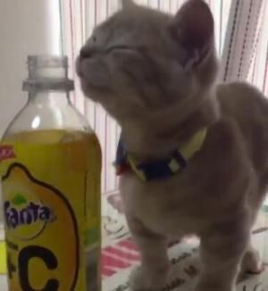 【かわいいネコ動画】ファンタの匂いをかいだ猫のリアクションが面白い