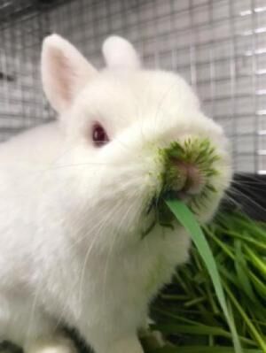 おもしろウサギ画像 牧草を食べるのがヘタすぎて口の周りが緑の汁まみれになったうさぎさん 2017年4月24日 ウーマンエキサイト