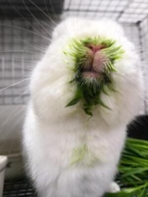 おもしろウサギ画像 牧草を食べるのがヘタすぎて口の周りが緑の汁まみれになったうさぎさん 17年4月24日 ウーマンエキサイト