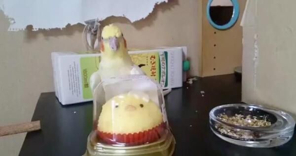 【かわいいトリ動画】小鳥のケーキに嫉妬するインコが可愛すぎる