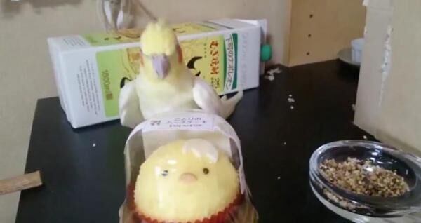 【かわいいトリ動画】小鳥のケーキに嫉妬するインコが可愛すぎる