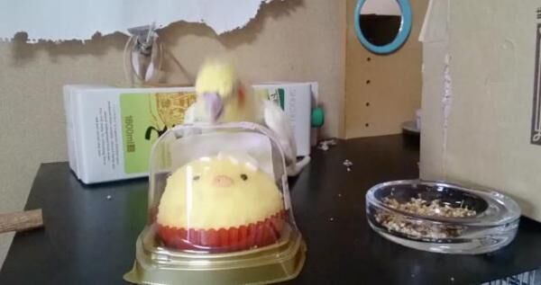 【かわいいトリ動画】小鳥のケーキに嫉妬するインコが可愛すぎる