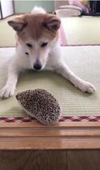 【かわいいイヌ＆ハリネズミ動画】ハリネズミにビビリながらも遊ぼうとする犬が可愛い