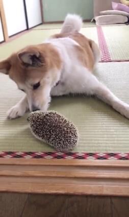 【かわいいイヌ＆ハリネズミ動画】ハリネズミにビビリながらも遊ぼうとする犬が可愛い