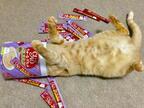 【おもしろネコ画像】猫用おやつ“ちゅ〜る”の袋とたわむれるシュールなニャンコ