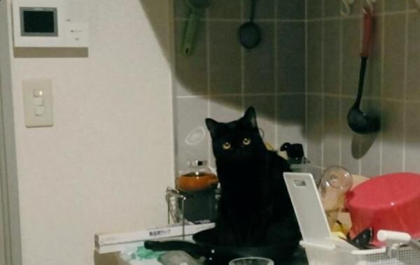 【かわいいネコ画像】寝込んでいる飼い主を予想外の方法で助けようとする黒猫