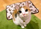 【かわいいネコ動画】ドラクエのミミックを再現した猫が可愛すぎる