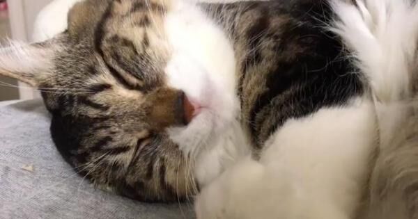 【かわいいネコ動画】寝言を言いながら眠る猫が愛くるしい