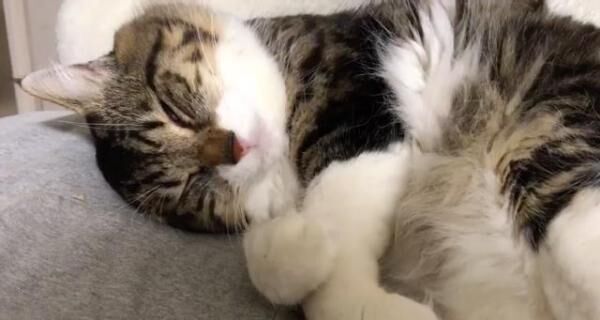 【かわいいネコ動画】寝言を言いながら眠る猫が愛くるしい