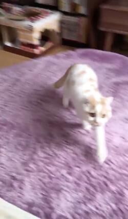 かわいいネコ動画 頭をぶつけたのを飼い主に笑われたネコの怒り方が可愛い 17年5月23日 ウーマンエキサイト