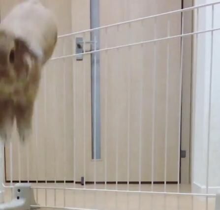 【びっくりウサギ動画】自分の3倍近くもある柵を飛び越えるウサギが凄い