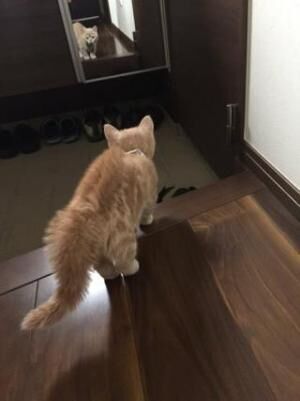 【かわいいネコ画像】鏡に映る自分を威嚇するマンチカンが可愛い