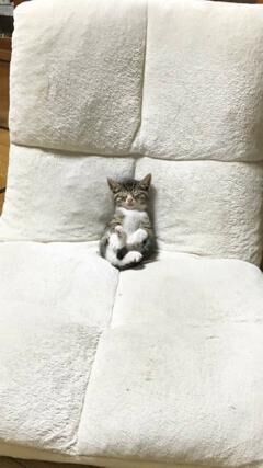 かわいいネコ画像 テレビを見ながら座椅子でうたた寝する子猫が可愛い 17年5月30日 ウーマンエキサイト