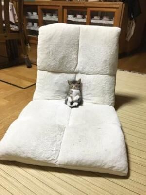 【かわいいネコ画像】テレビを見ながら座椅子でうたた寝する子猫が可愛い