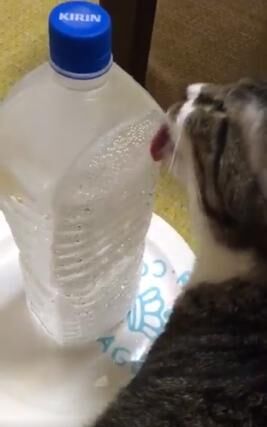 【おもしろアイデア動画】なかなか水を飲まない猫への画期的な対処法