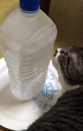 【おもしろアイデア動画】なかなか水を飲まない猫への画期的な対処法