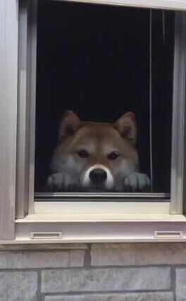 【かわいいイヌ動画】名前を呼ばれると窓からヒョコっと顔を出す柴犬