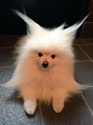 かわいいイヌ画像 飼い主に毛を使って遊ばれるポメラニアンが可愛い 17年6月2日 ウーマンエキサイト