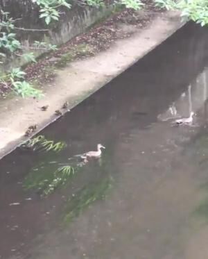 【おもしろカルガモ動画】親ガモに置いていかれた子ガモが見せた驚異の追い上げ