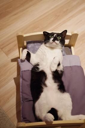 【かわいいネコ画像】IKEAの人形用ベッドを3つ並べるとネコの合宿みたいになる