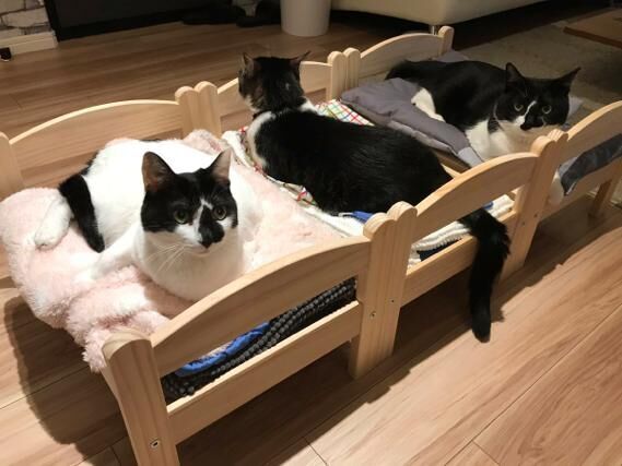かわいいネコ画像 Ikeaの人形用ベッドを3つ並べるとネコの合宿みたいになる 17年6月6日 ウーマンエキサイト