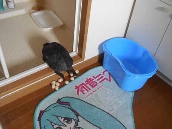 【おもしろカメ画像】飼い主の帰宅時にトイレで産卵していた亀