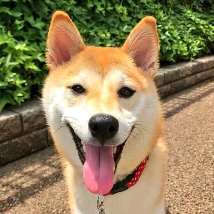 かわいいイヌ画像 ソファの間に顔が挟まった柴犬が可愛すぎる 2017年6月16日 ウーマンエキサイト