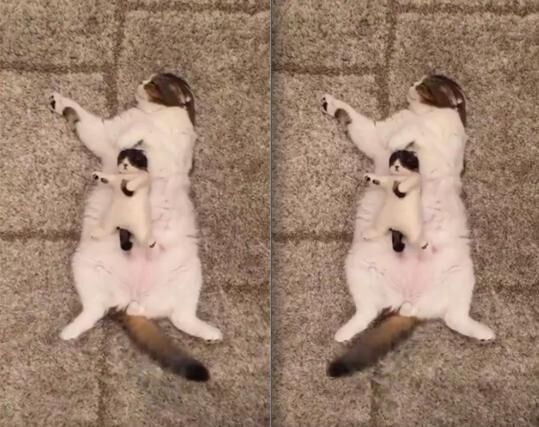 【かわいいネコ画像】人形とまったく同じ体勢で眠るスコティッシュフォールド