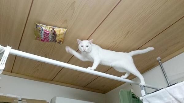 【おもしろネコ画像】ありえない場所に置かれたお菓子に脅威のバランス感覚で迫る猫
